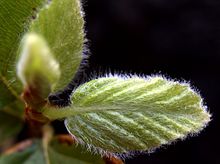 [1] ein junges Blatt einer Rotbuche