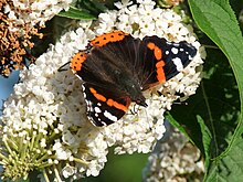 [1] Roter Admiralfalter, Schmetterlingsart