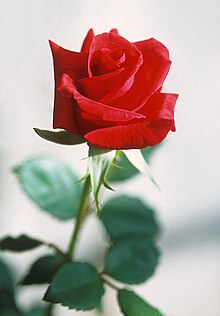 [1] Rote Rose