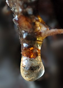 [1] Harz mit eingeschlossenem Insekt