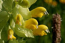 [3] Hahnenkamm, Vertreter der Pflanzengattung Rhinanthus,