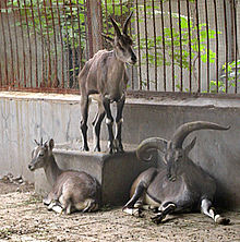 [1] Tiere im Zoo