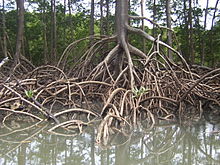 [1] Wurzeln der Rhizophora mangle