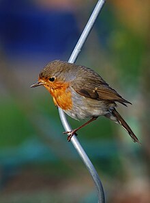 [1] ein Rotkehlchen (Erithacus rubecula)