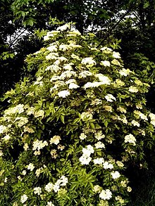 [1] Holder (Sambucus nigra)