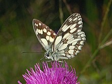 [2] Schachbrett (Melanargia galathea) auf Distelblüte