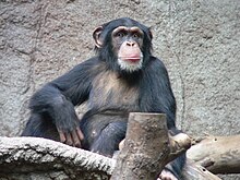 [1] Gemeiner Schimpanse im Zoo Leipzig