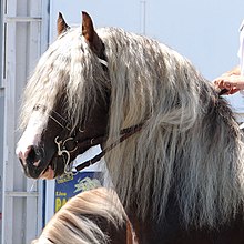 [1] Pferd mit heller Mähne