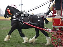 [1] ein Zugpferd vor einer Kutsche