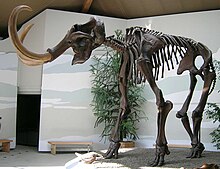 [2] Mammut, Skelettrekonstruktion eines Wollhaarmammuts (Mammuthus primigenius)