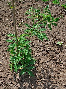 [1] eine Tomatenpflanze in der Blütezeit