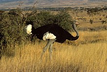 [1] ein männlicher Strauß (Struthio molybdophanes) in der Lewa Wildlife Conservancy südlich von Isiolo, Kenia;
Aufnahme von Benutzer Christiaan Kooyman am 10. Januar 2003