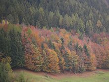 [1] ein Wald in herbstlichen Farben