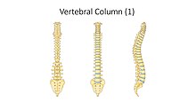 [1] Rückgrat eines Menschen