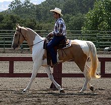 [1] Ein Schecke der Rasse Spotted Saddle Horse.