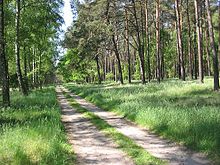 [1] Eine Schneise durch den Wald bei Stepenitz wird als Waldweg genutzt.