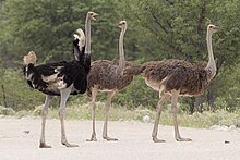 [1] eine Gruppe Strauße (Struthio camelus australis) bestehend aus zwei Weibchen und einem Männchen im Etosha-Nationalpark, Namibia;
Aufnahme von Benutzer Yathin S Krishnappa am 13. März 2014