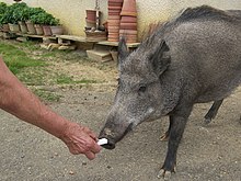 [10] Nahaufnahme einer Bache mit langen schwarzen Federn; Aufnahme von „Fourrure“ am 30. Juni 2008