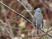 [5] Mönch, Mönchsgrasmücke (Sylvia atricapilla)