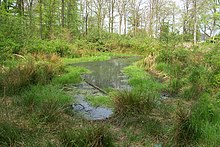 [1] Tümpel im Wald