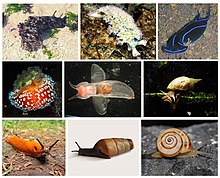 [1] kleine Auswahl verschiedener Schnecken (von links oben nach rechts unten):
Marmorierter Seehase (Aplysia depilans),
Blumenkohl-Sackzungenschnecke (Elysia crispata),
Veränderliche Kopfschildschnecke (Chelidonura varians),
Warzige Schirmschnecke (Umbraculum umbraculum),
Nackter Seeschmetterling (Clione limacina),
Spitzschlammschnecke (Lymnaea stagnalis),
Rote Wegschnecke (Arion rufus),
Stumpfschnecke (Rumina decollata),
Mittelmeersandschnecke / Dünenschnecke (Theba pisana)