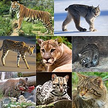 [4] kleine Auswahl verschiedener Katzen (von links oben nach rechts unten): Tiger, Kanadischer Luchs, Serval, Puma, Fischkatze, Asiatische Goldkatze, Ozelot, Europäische Wildkatze