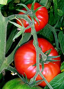 [2] zwei reife, rote Tomaten an einer Tomatenpflanze