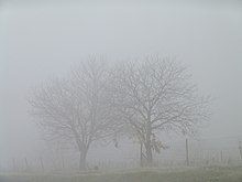 [1] Bäume im Nebel