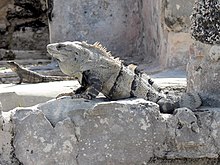 [1] Leguane (Iguanidae)