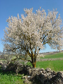 [2] Mandel als Baum in der Blütezeit "Prunus amygdalus Basch (almendro)"