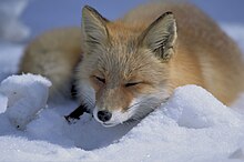 [1] ein schlafender Fuchs