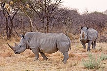 [1] zwei weiße Rhinozerosse (Ceratotherium simum) im Waterberg-Plateau-Park im Nordosten Namibias;
Aufnahme von Benutzer Ikiwaner am 23. September 2009