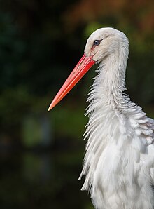 [1] Storch (Ciconia ciconia)