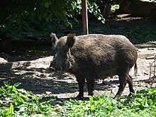 [3] Weibliches Wildschwein mit aufgestellten Tellern