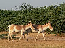 [1] zwei Esel (Equus hemionus khur) im Dhrangadhra-Wildreservat;
Aufnahme von Benutzer Sballal am 13. Oktober 2007