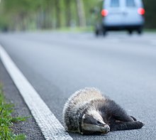 [1] Ein Dachs starb bei einem Wildunfall.