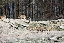 [1] ein Rudel Wölfe in einem Wildpark