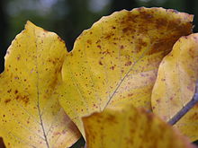 [2] Blattadern von herbstlichen Blättern