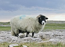 [1] ein Swaledale-Schaf