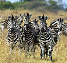 [2] Die Zeichnung der Zebras werden zur eindeutigen Identifizierung verwendet