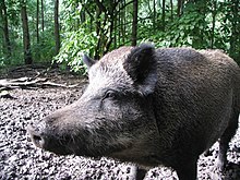 [1] ein Wildschwein